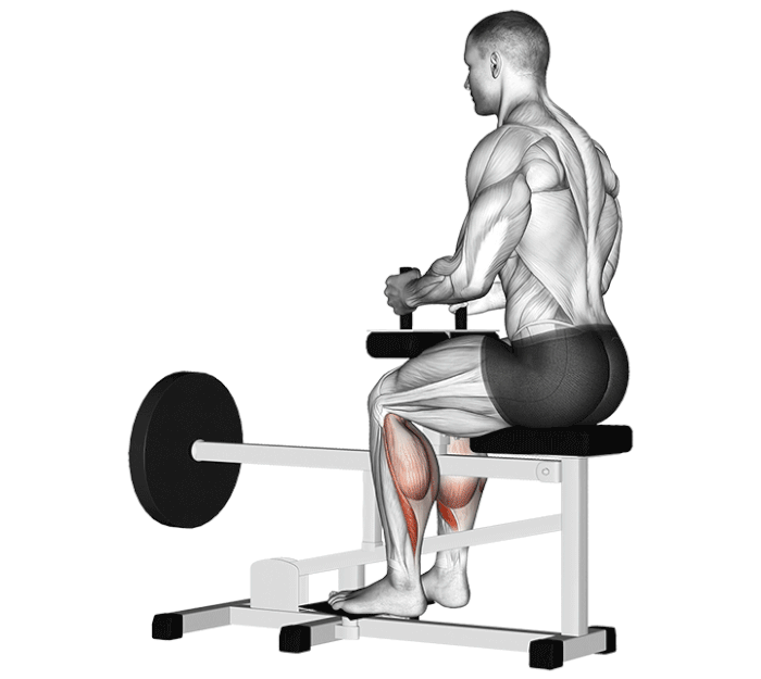 Seated calf