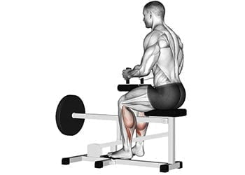 Seated calf