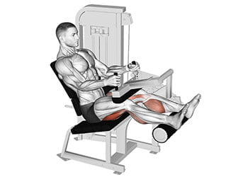 Seated leg curl